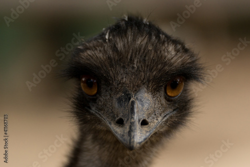 Emu front view