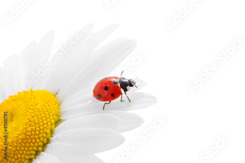 Ladybug on chamomile