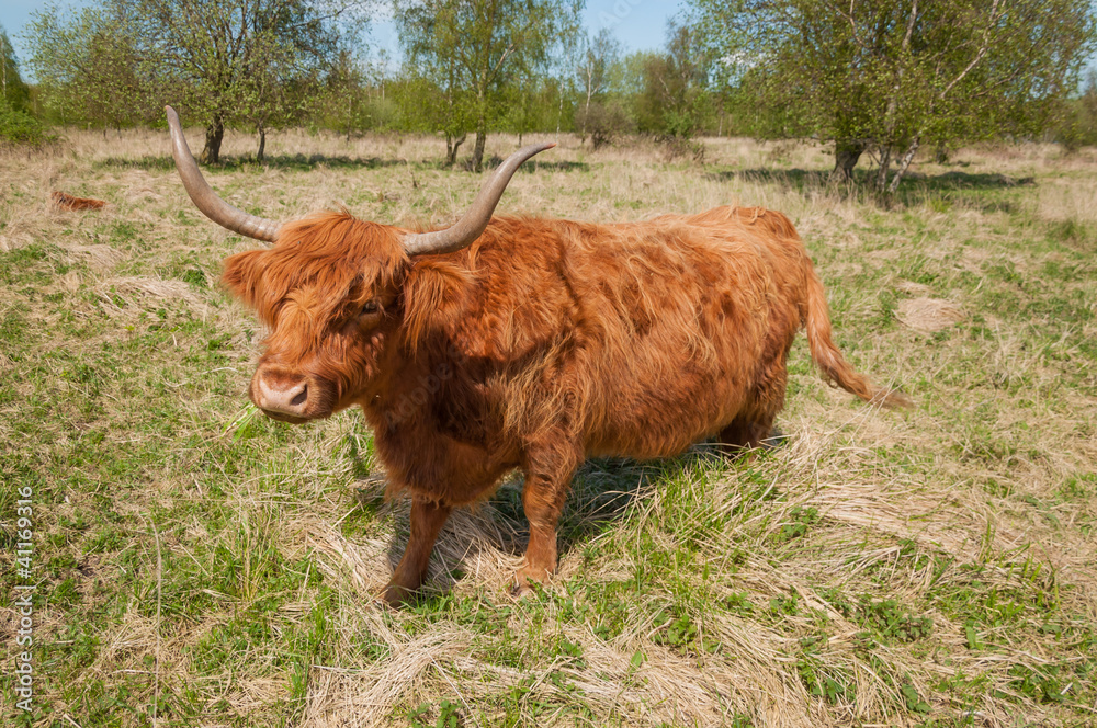 Curiously looking Highland cow Curiously looking Highland cow