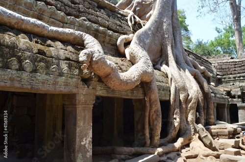 Raíces en el templo de Ta Prohm. Angkor. Camboya