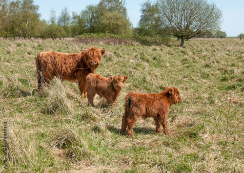 Highland cow with her two calves © Ruud Morijn