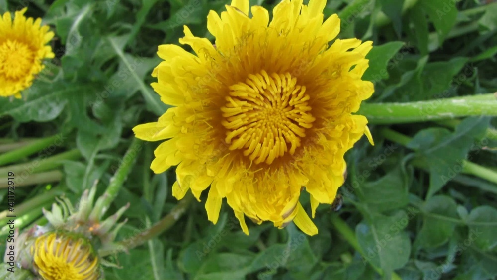 Flower dandelion is opening its blossom - timelapse