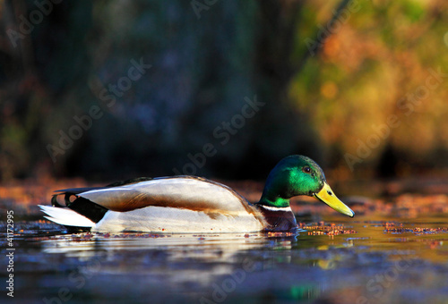 Male mallard duck swimming in the water amongst vegetation photo
