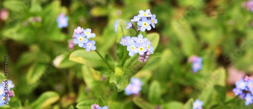 Houstonia caerulea, bleuet, bluet, fleur bleue © Stibat Studio