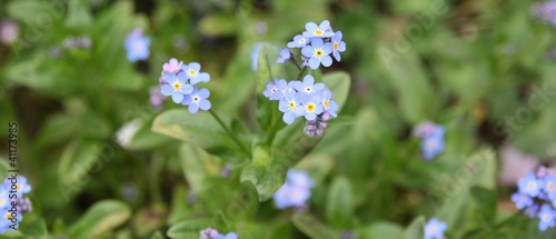 Houstonia caerulea, bleuet, bluet, fleur bleue © Stibat Studio