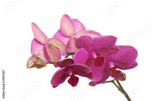 orchids © photolink