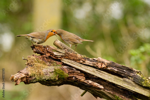 Fotografia Robin redbreast feeding her fledgling