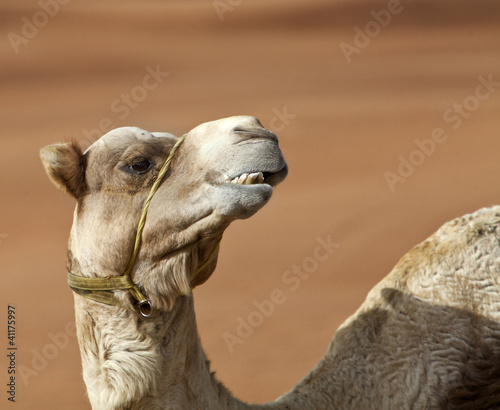Camel in the desert © marrfa