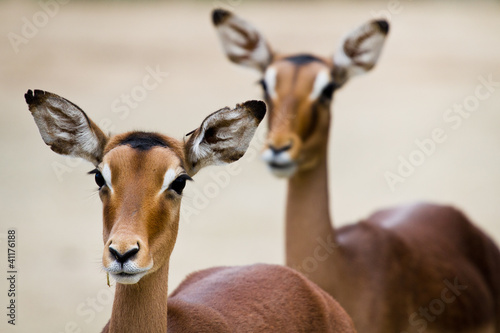 Close-up of two antelope