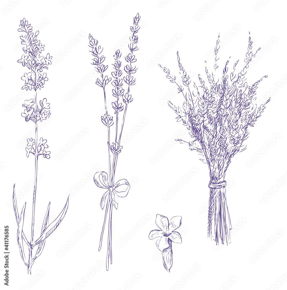 lavender pencil drawing vector set - obrazy, fototapety, plakaty 