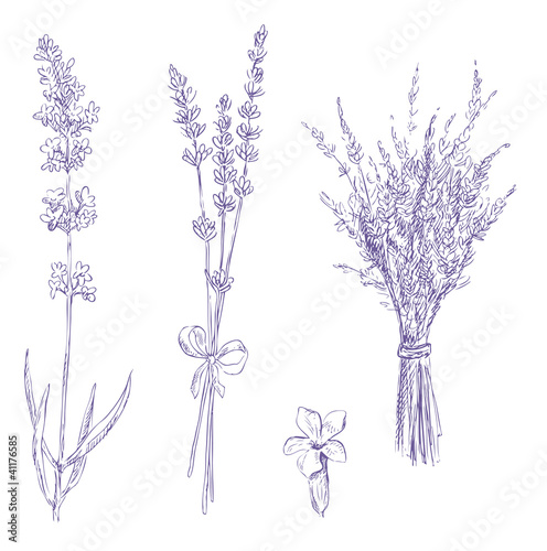 Fototapeta Naklejka Na Ścianę i Meble -  lavender pencil drawing vector set