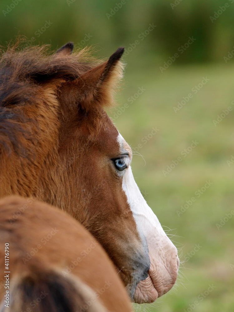 Obraz premium welsh Foal