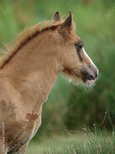 Welsh Foal