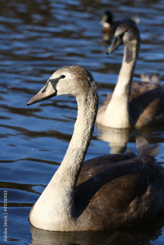 Fototapeta premium Swan