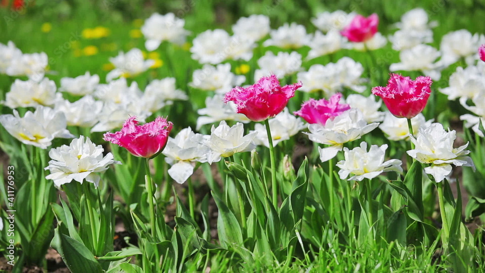 Pink and white tulips on flower bed Pink and white tulips on flower bed