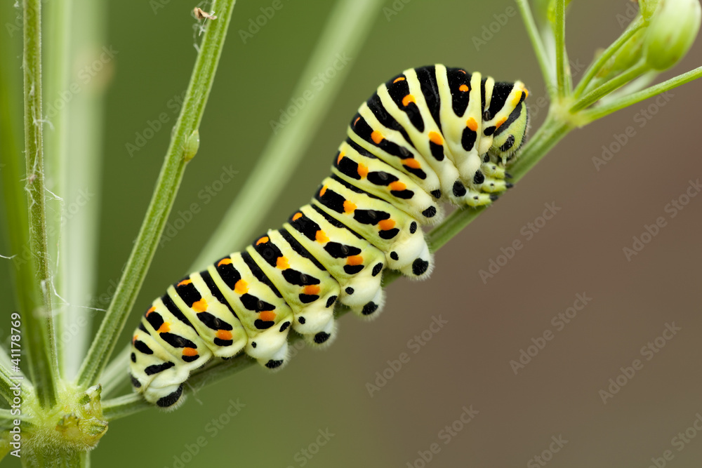 caterpillar