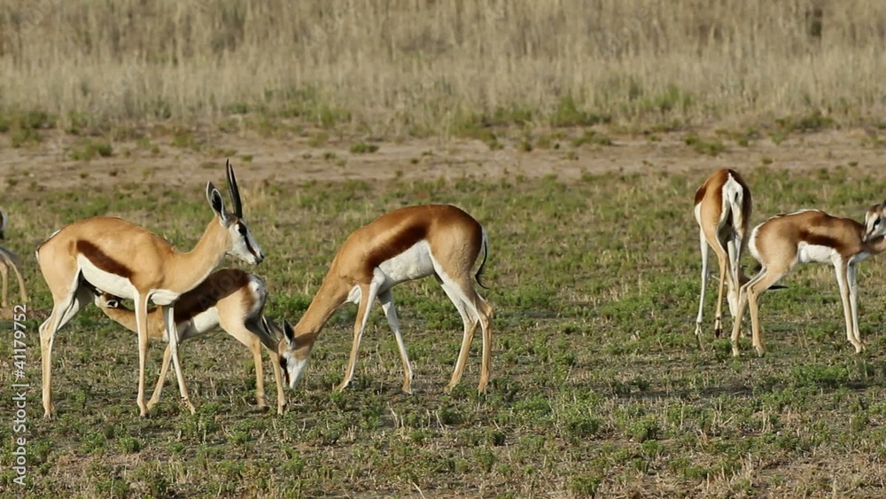 Grazing springbok antelopes with suckling lamb Grazing springbok antelopes with suckling lamb