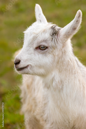 Goat © Yurchyk