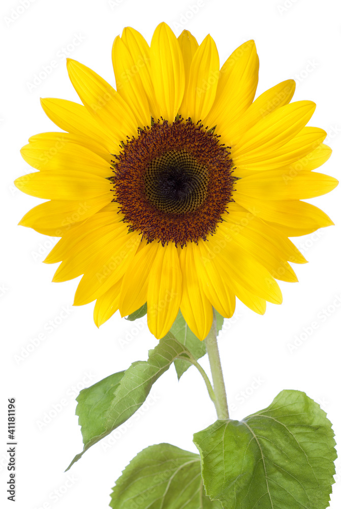 Obraz premium Sunflower on white