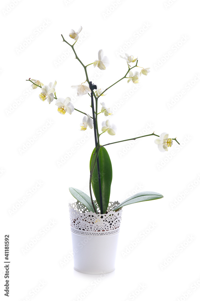 white orchid