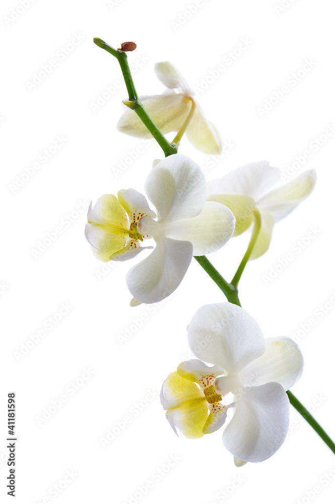 Obraz premium white orchid