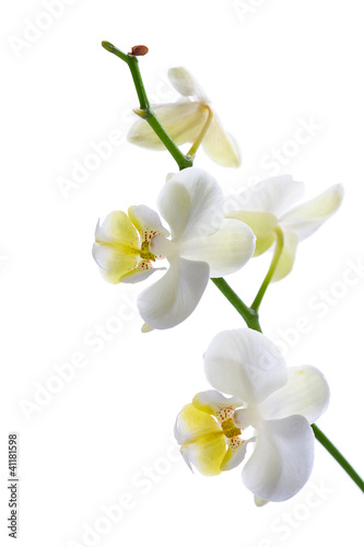 Fototapeta Naklejka Na Ścianę i Meble -  white orchid