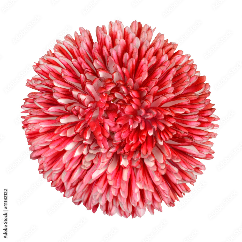 Daisy Flower - Red, Pink and White Isolated on White Daisy Flower - Red, Pink and White Isolated on White