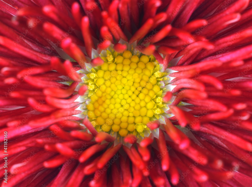 Red Daisy Flower with Yellow Center Macro Red Daisy Flower with Yellow Center Macro