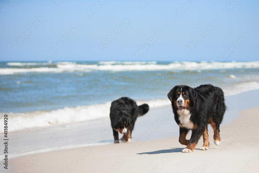 Dog on the beach