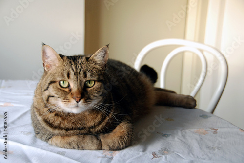 Wallpaper Mural Green eyes Torontodigital.ca