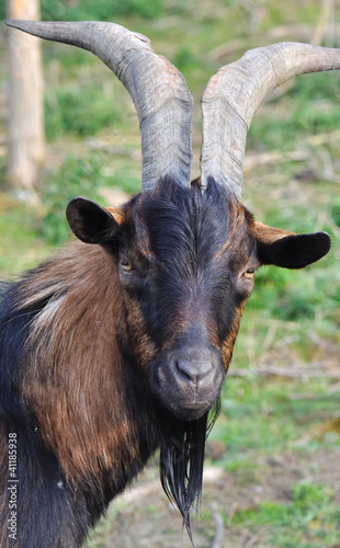 portrait d'un bouc