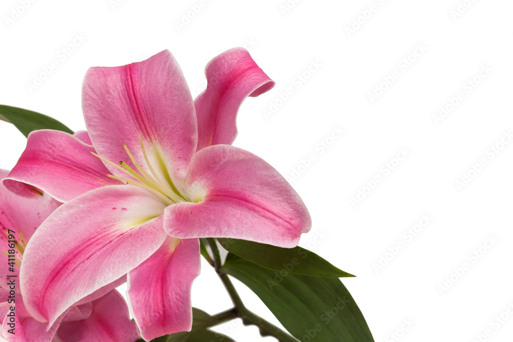 Fototapeta premium Pink lily