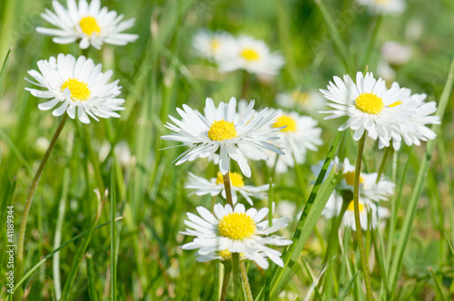 Daisy and green grass