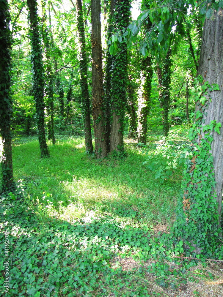 woddland during summer time woddland during summer time