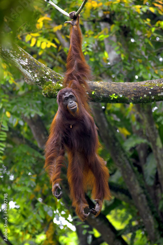 Borneo Orangutan © Kjersti