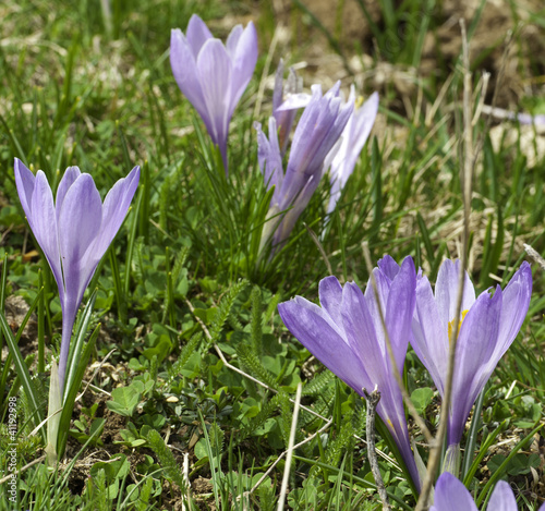 Crocus a Campo Imperatore 2