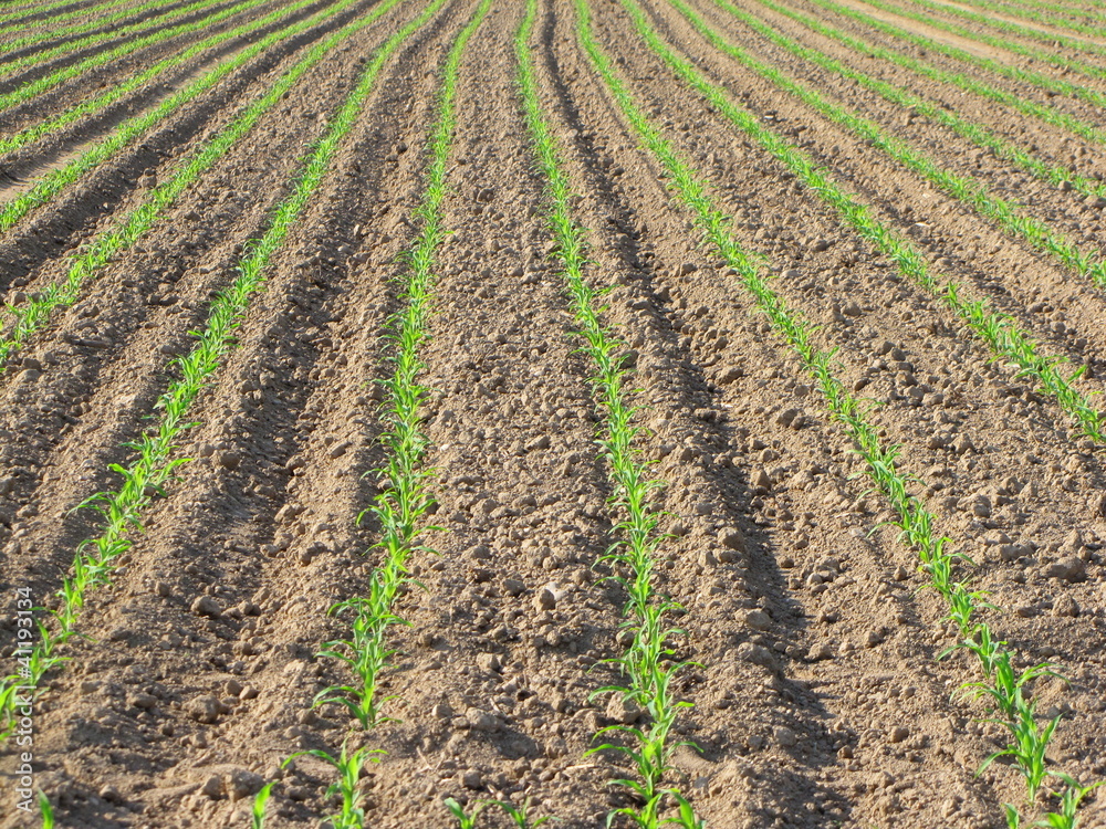 maize plant