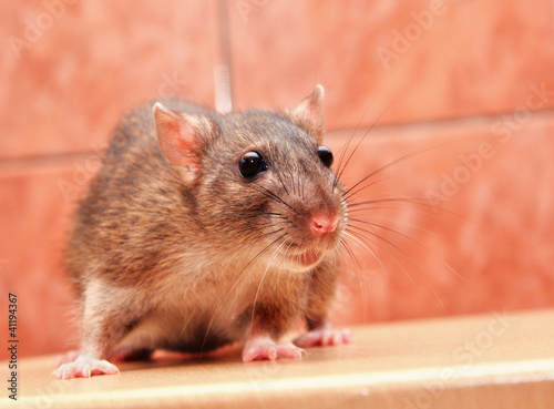 Gray rat closeup