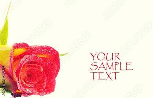 Red rose with sample text