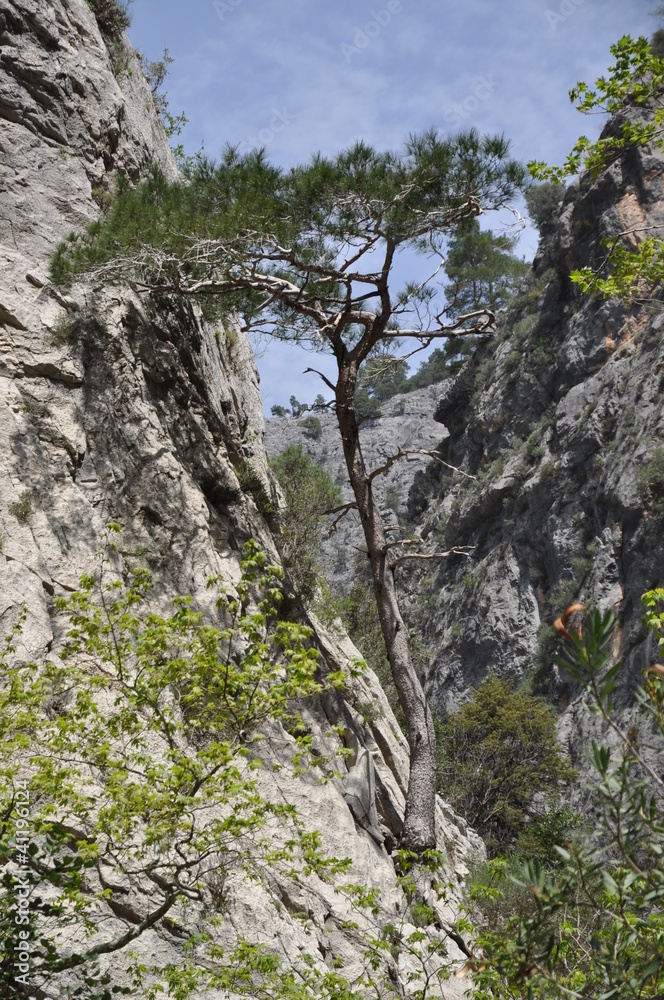 Baum am Felsen