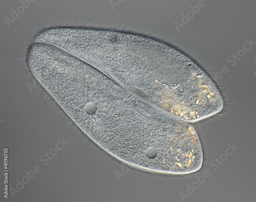 Paramecium caudatum - Pantoffeltierchen - Konjugation photo