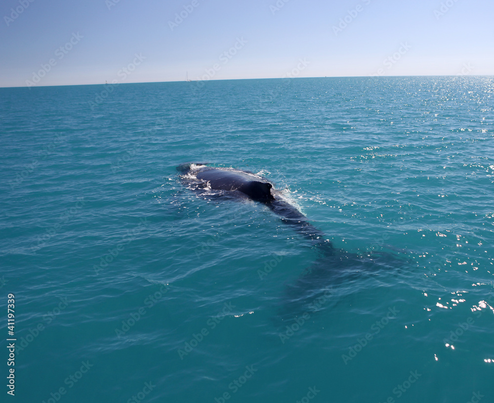 Naklejka premium Humpback Whale in Australia (Whitsundays Islands)