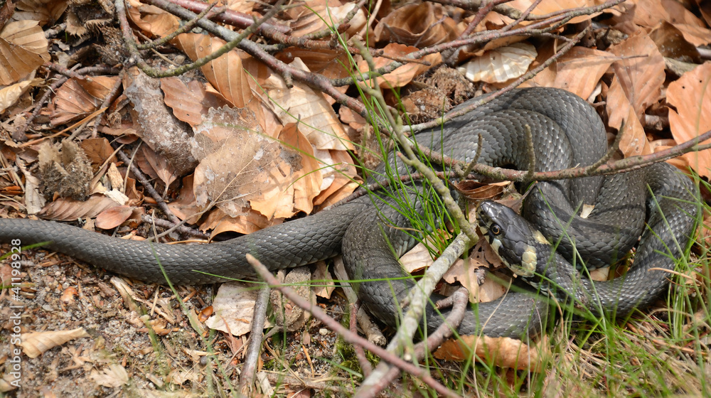 Closeup for grass snake in spring forest Closeup for grass snake in spring forest