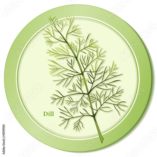 Dill Weed Herb, aromatic leaves for cooking, salad, pickles.