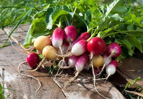 Radishes photo