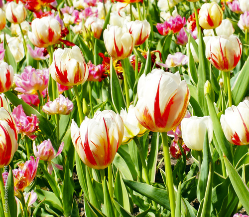 Tulpen