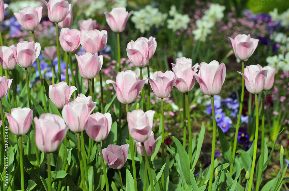 Springtime: Meadow with colorful spring flowers Springtime: Meadow with colorful spring flowers