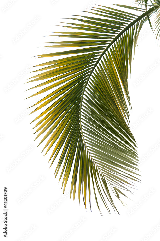 Leaf of palm tree