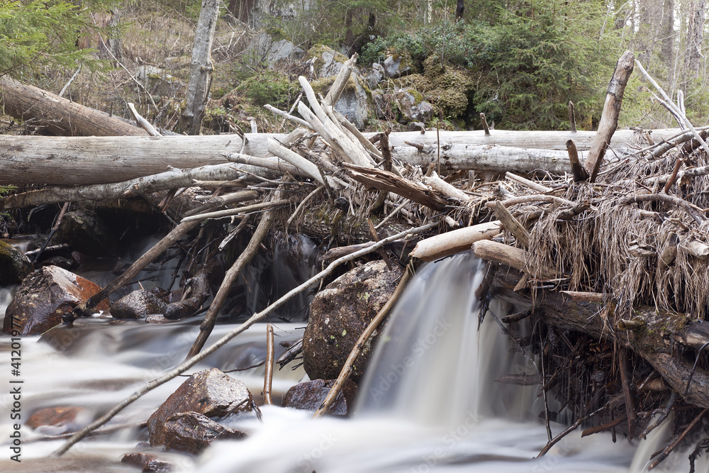 Beaver damming in forest, wide angle photo Beaver damming in forest, wide angle photo
