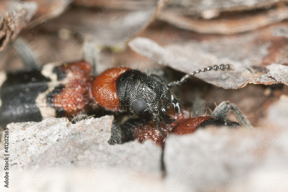 Mating ant beetles (Thanasimus formicarius)